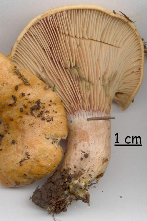 Lactarius sanguifluus